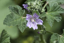 Image of high mallow