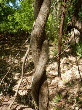 Image of woolly dutchman's pipe