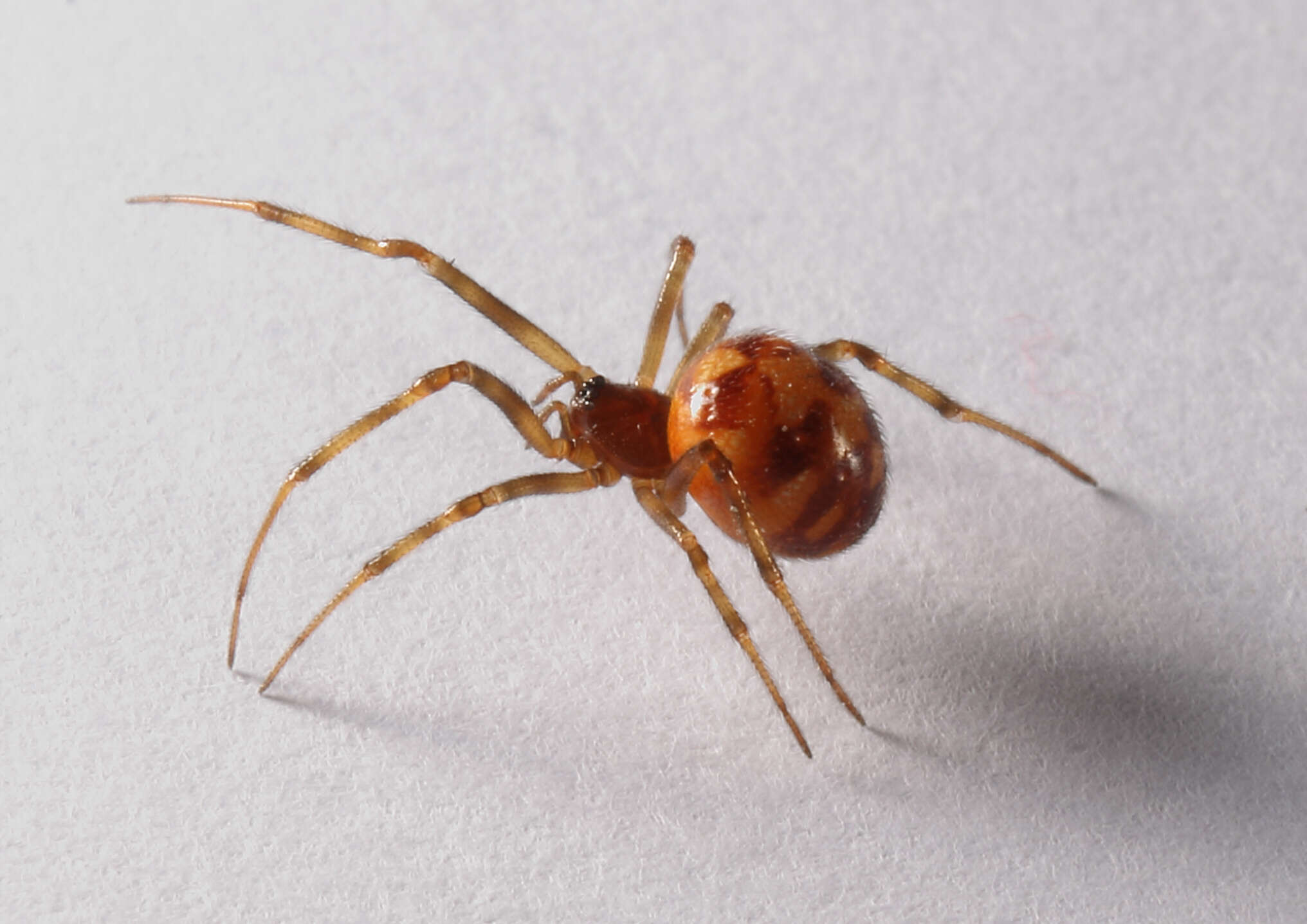 Image of Triangulate cobweb spider