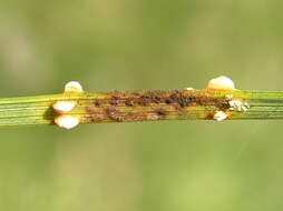 Imagem de Coleosporium