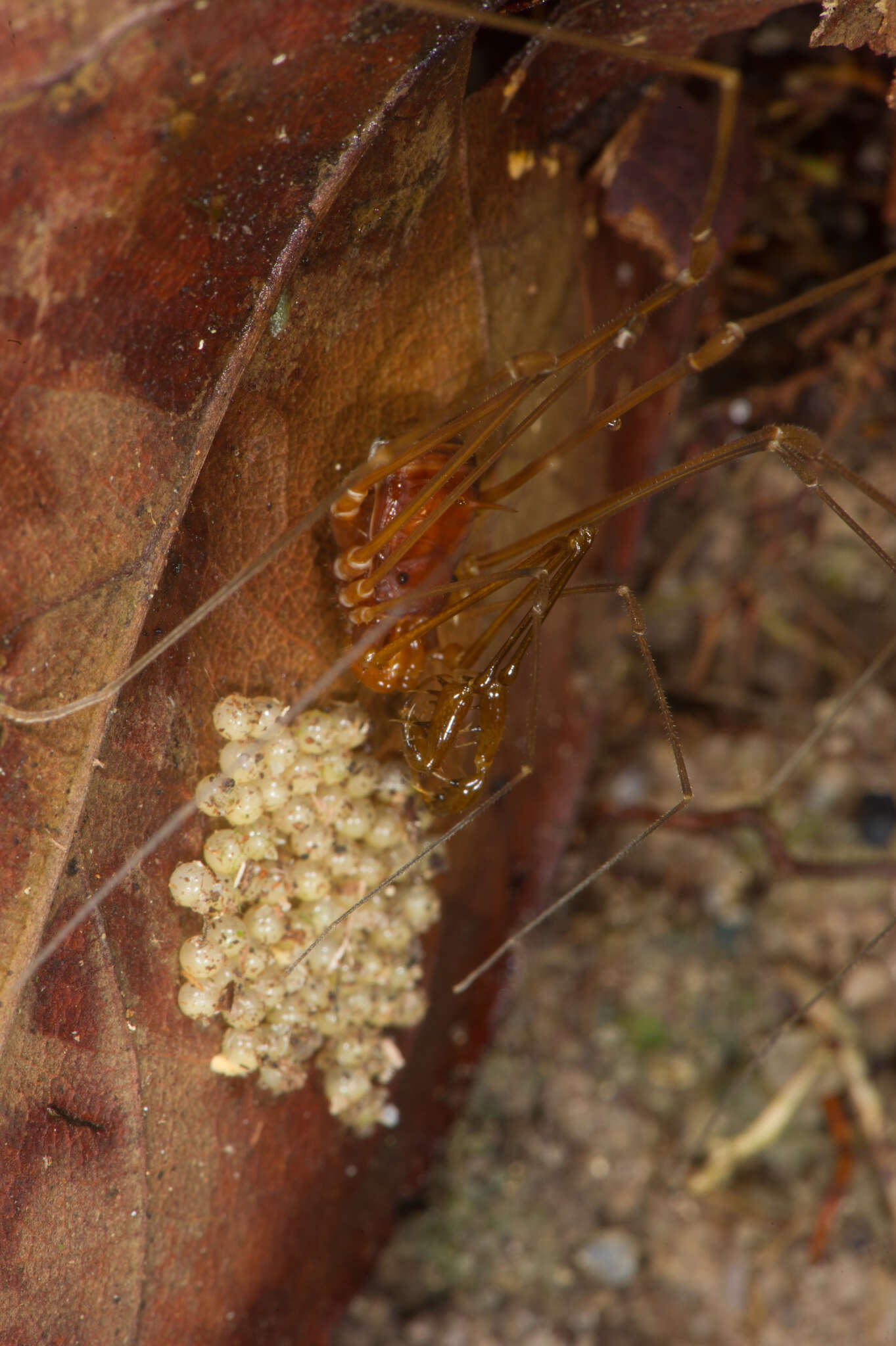 Image of Protimesius longipalpis (Roewer 1943)