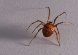 Image of Triangulate cobweb spider