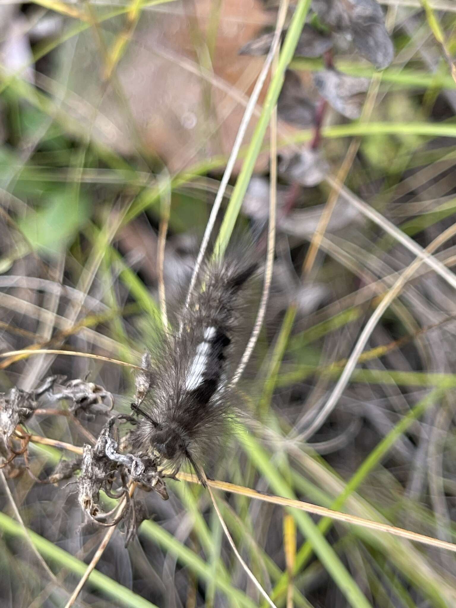 Image of Larch Tussock Moth