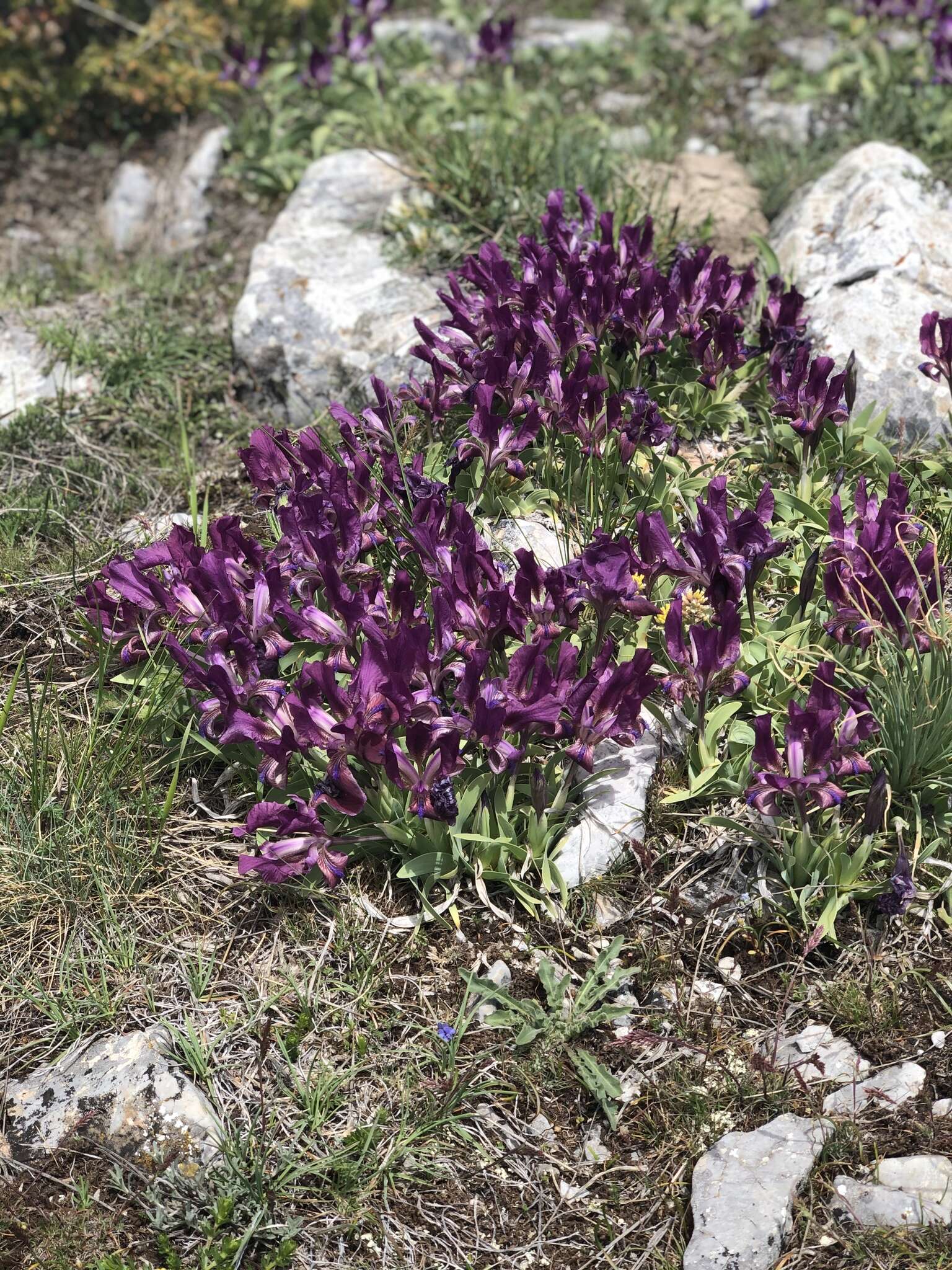 Imagem de Iris pumila subsp. attica (Boiss. & Heldr.) K. Richt.