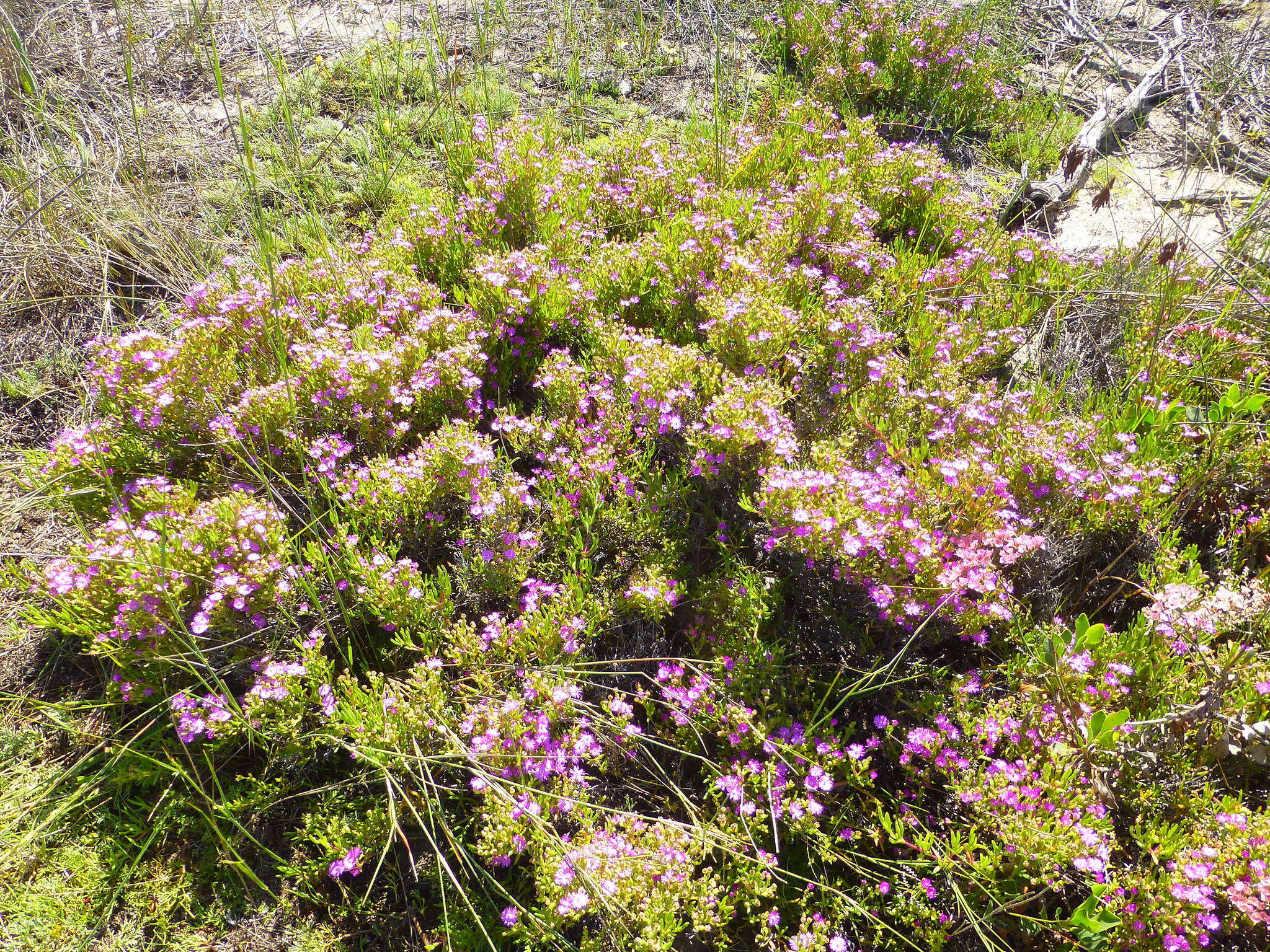 Image of Ruschia macowanii (L. Bol.) Schwant. apud Jacobsen