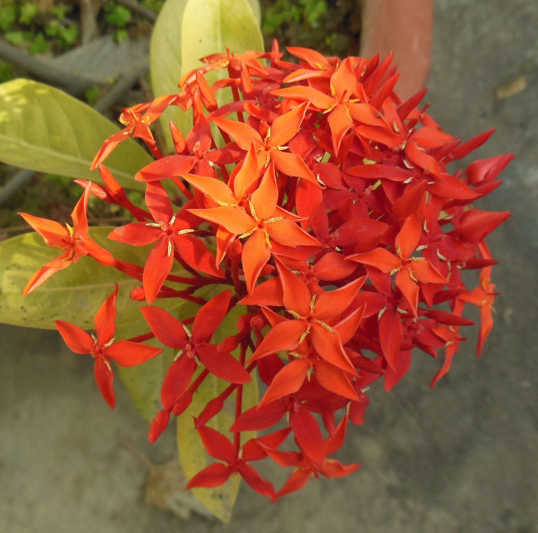 Image of scarlet jungleflame