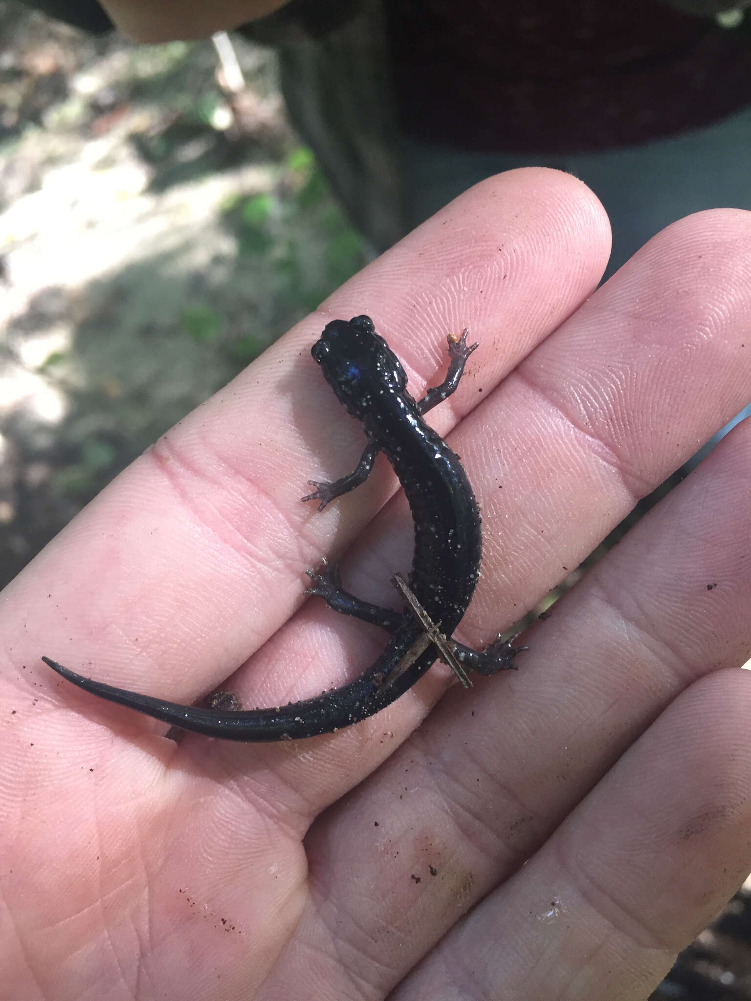 Image of White-spotted Slimy Salamander