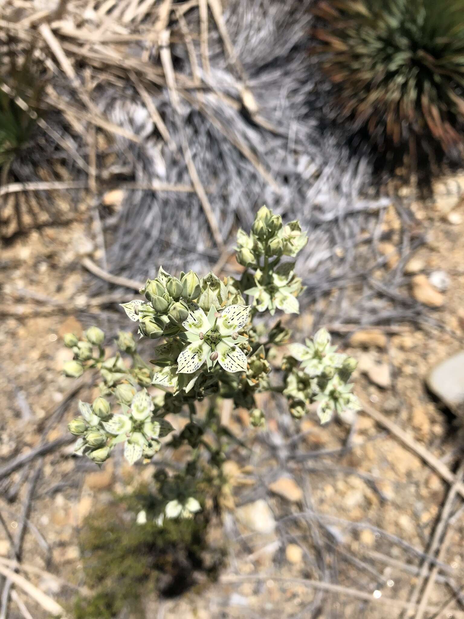 Image of Coahuila frasera