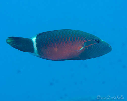 Image of Ringtail maori wrasse