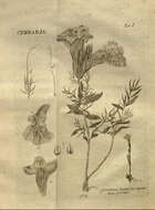 Image of Cymbaria