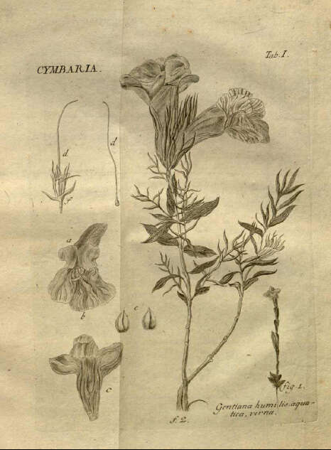 Image of Cymbaria