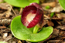 Image of Slaty helmet orchid