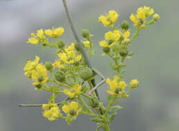 Image of fringed rue