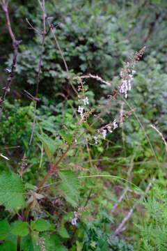 Image of Plectranthus grallatus Briq.