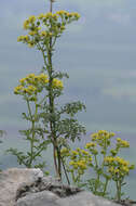 Image of fringed rue