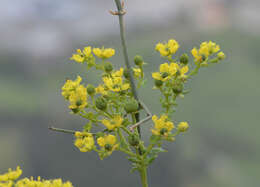 Image of fringed rue