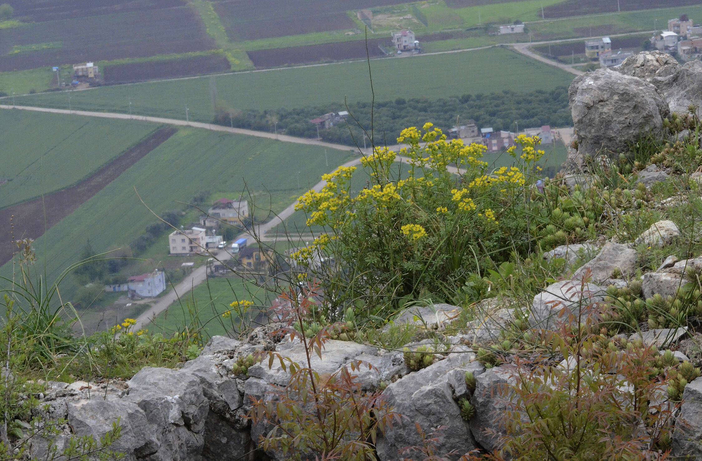 Image of fringed rue