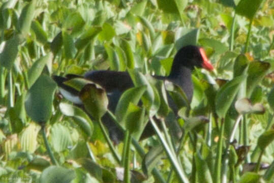 Image of Common Gallinule