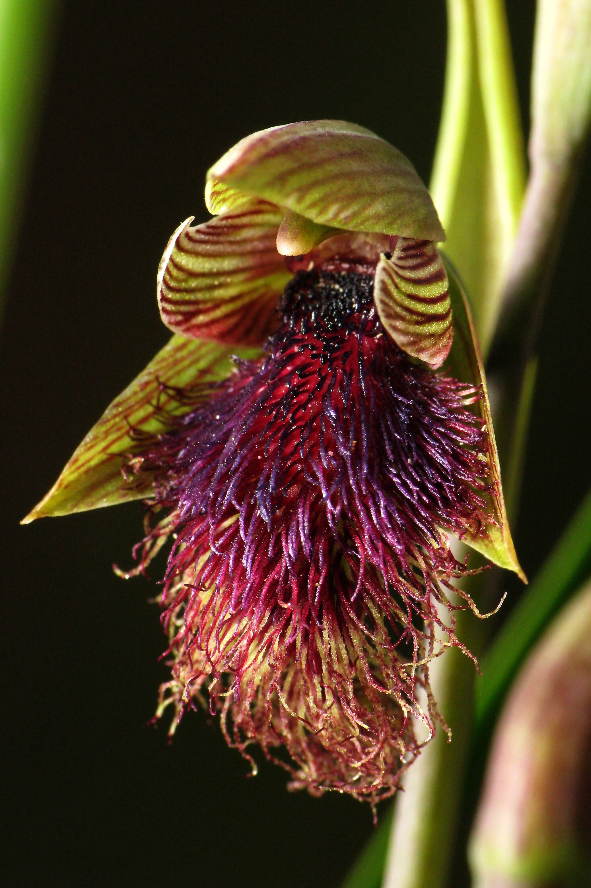 Imagem de Calochilus platychilus D. L. Jones