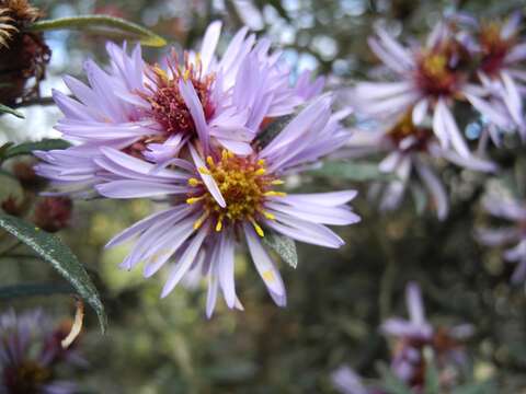 Image de Diplostephium goodspeedii Cuatrec.