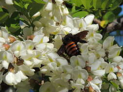 Plancia ëd Xylocopa frontalis (Olivier 1789)