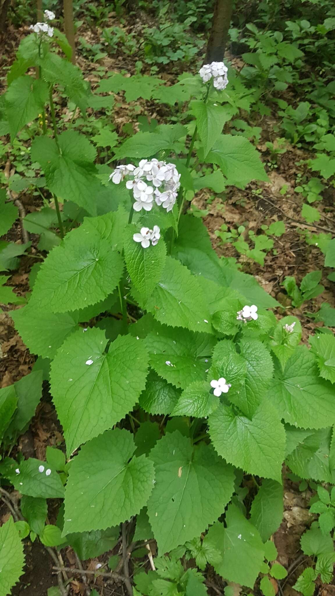 Image de Lunaria rediviva L.