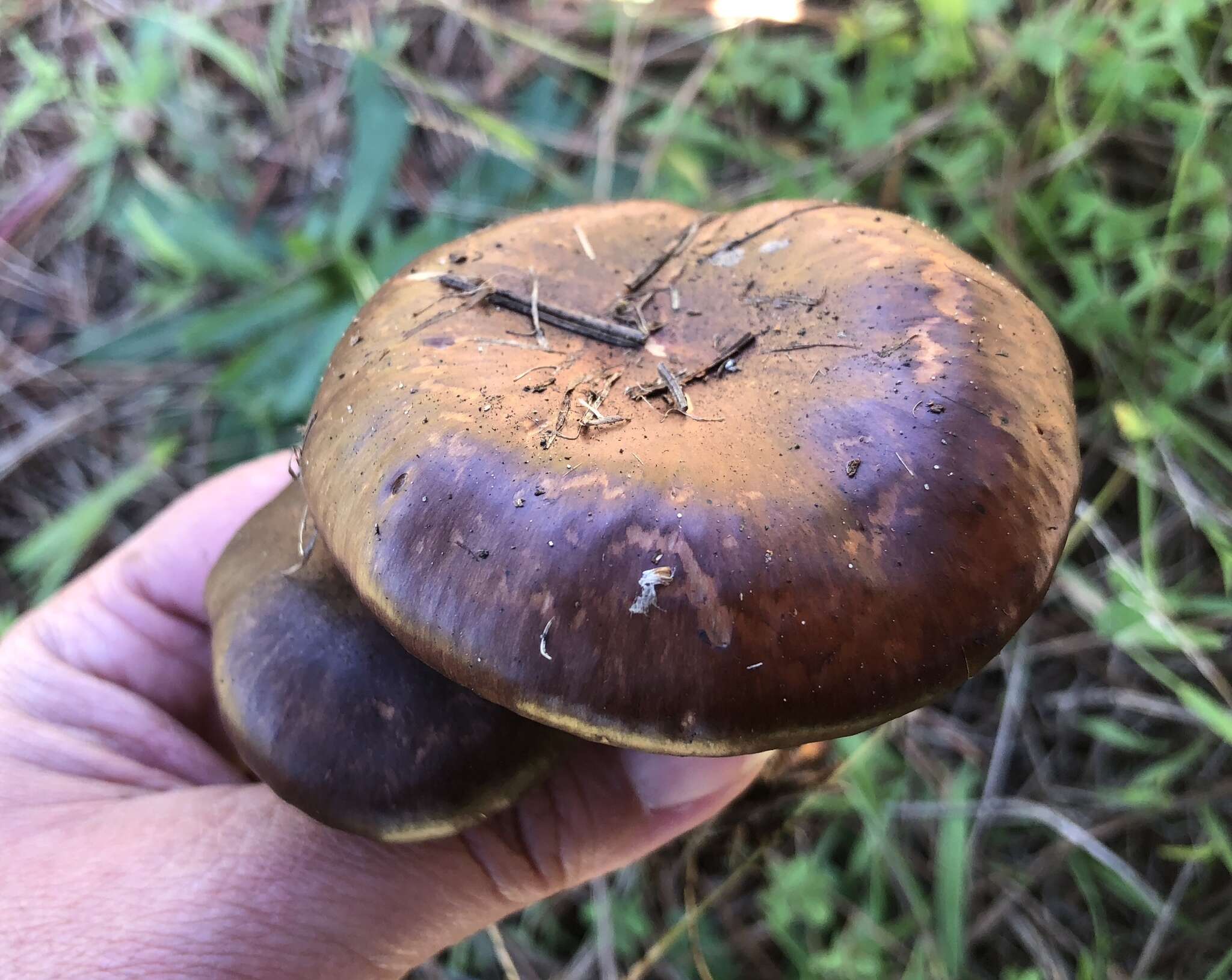 Image of Wine-cap Chroogomphus