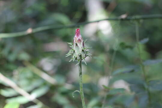 Image of Mutisia coccinea A. St. Hil.