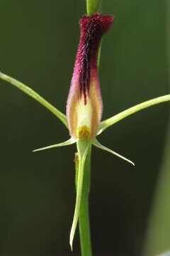 Image of Tongue orchids