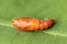 Image of Anacampsis timidella Wocke 1887
