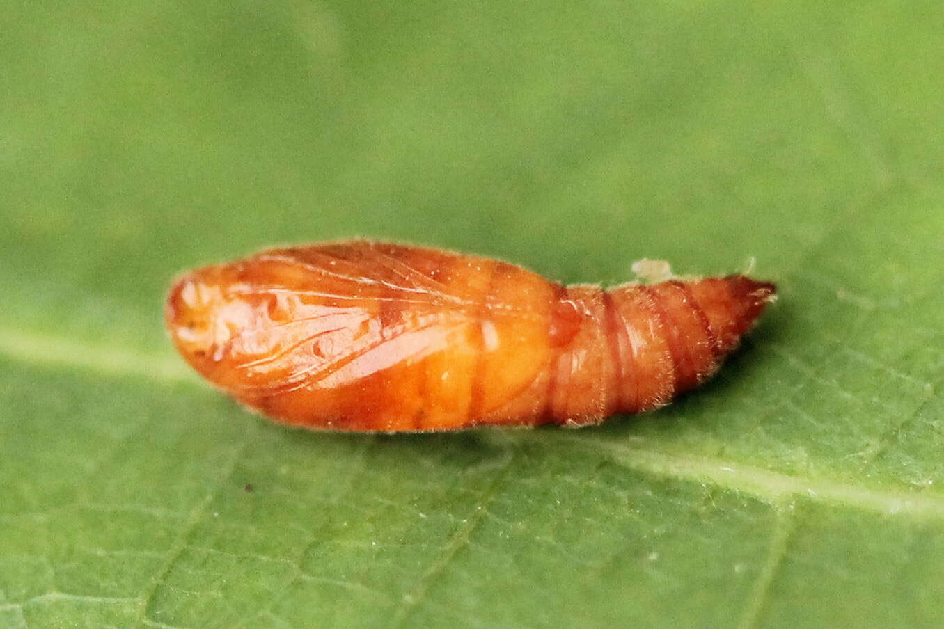 Image of Anacampsis timidella Wocke 1887