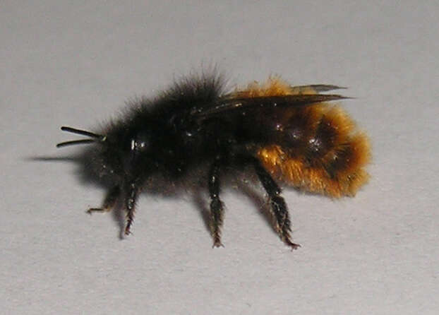 Image of Osmia cornuta (Latreille 1805)