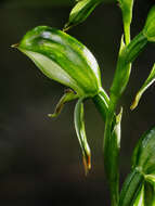 Image of Greenhood orchids