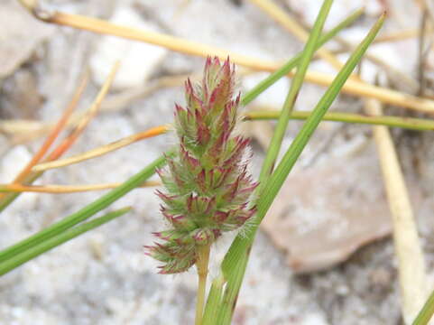 Image of Tribolium echinatum (Thunb.) Renvoize