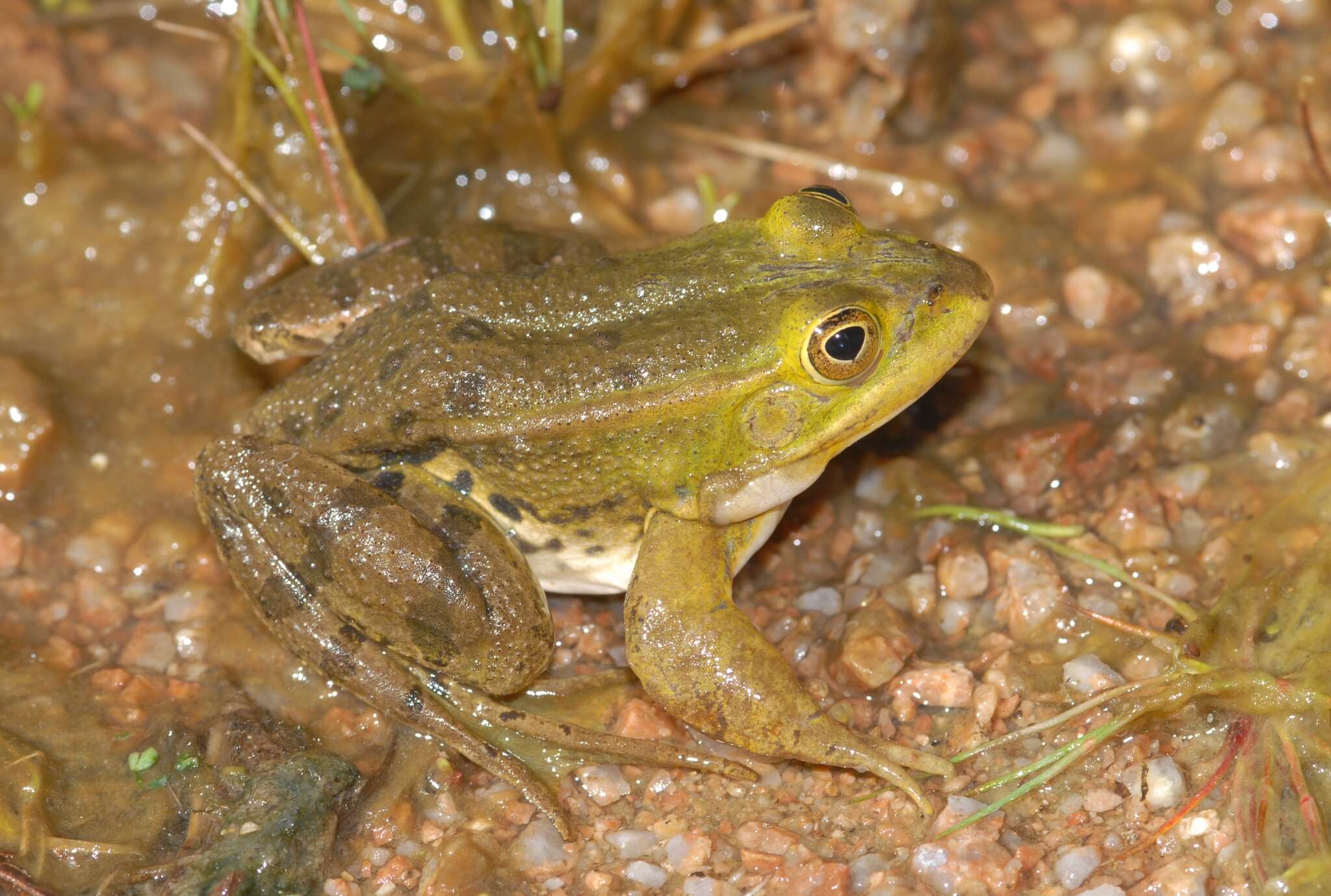 Plancia ëd Pelophylax bergeri (Günther ex Engelmann, Fritzsche, Günther & Obst 1986)