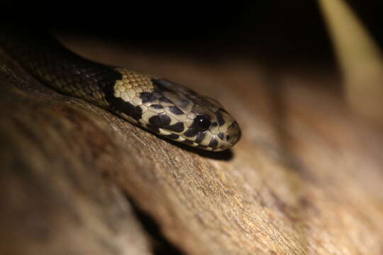 Image of Pale-headed Snake