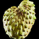 Image of Annona atemoya Mabb.