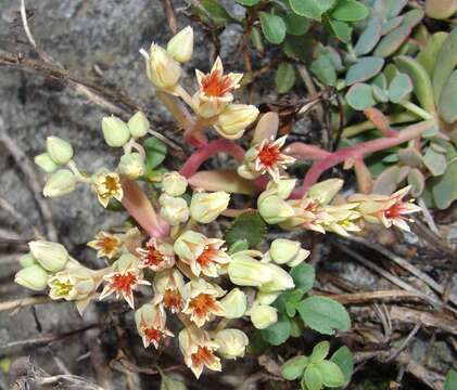 Sivun Sedum obtusatum subsp. paradisum M. F. Denton kuva