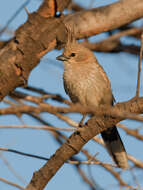 Image of Chirruping Wedgebill