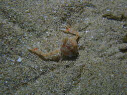 Image of smooth nut crab