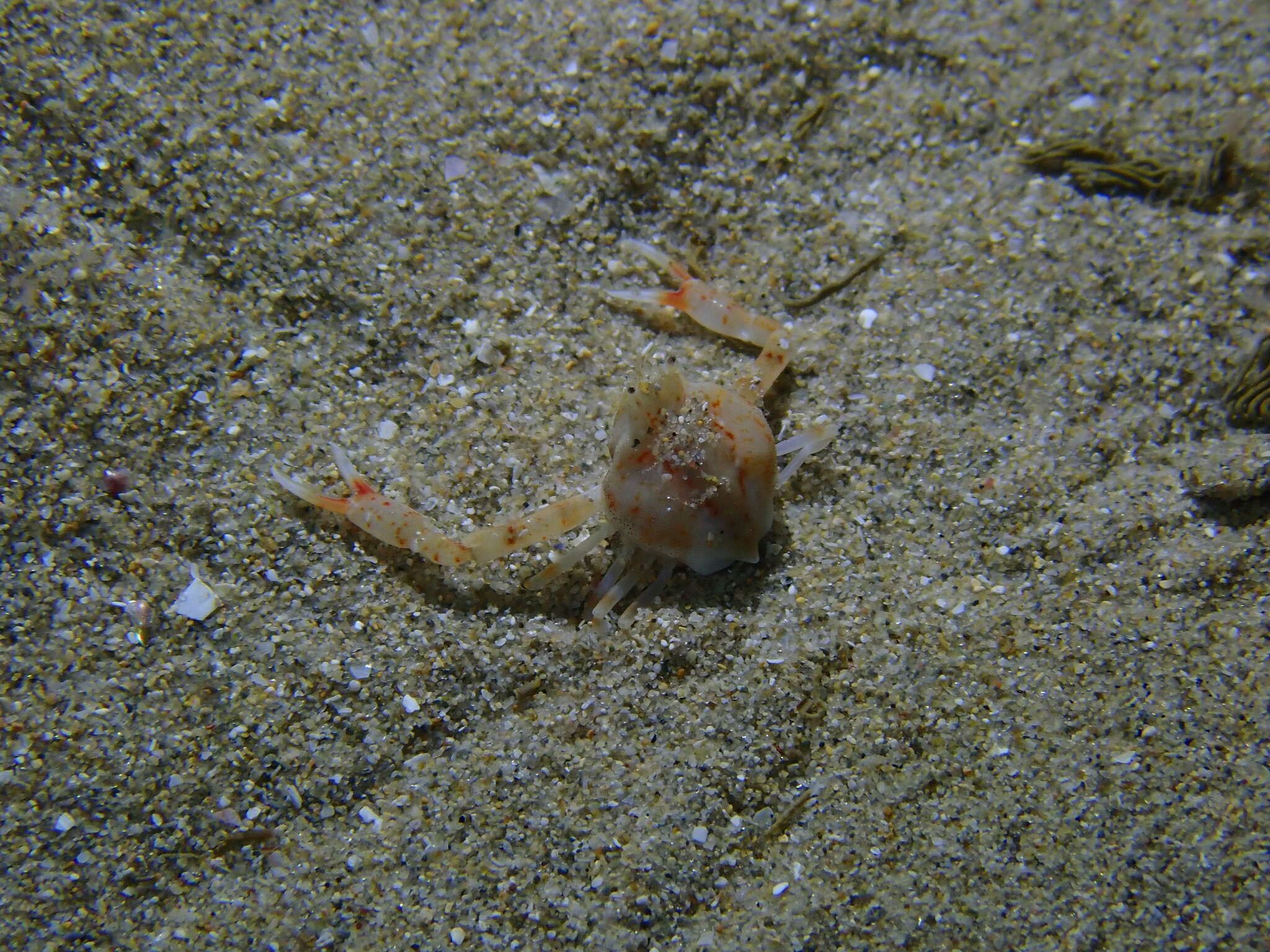 Image of smooth nut crab