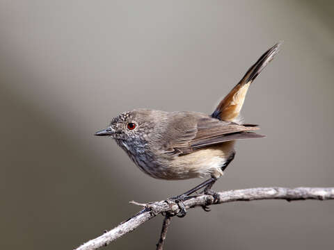 Image of Inland Thornbill