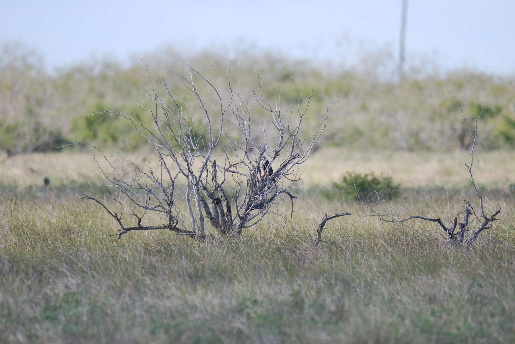 Image of Northern Aplomado Falcon