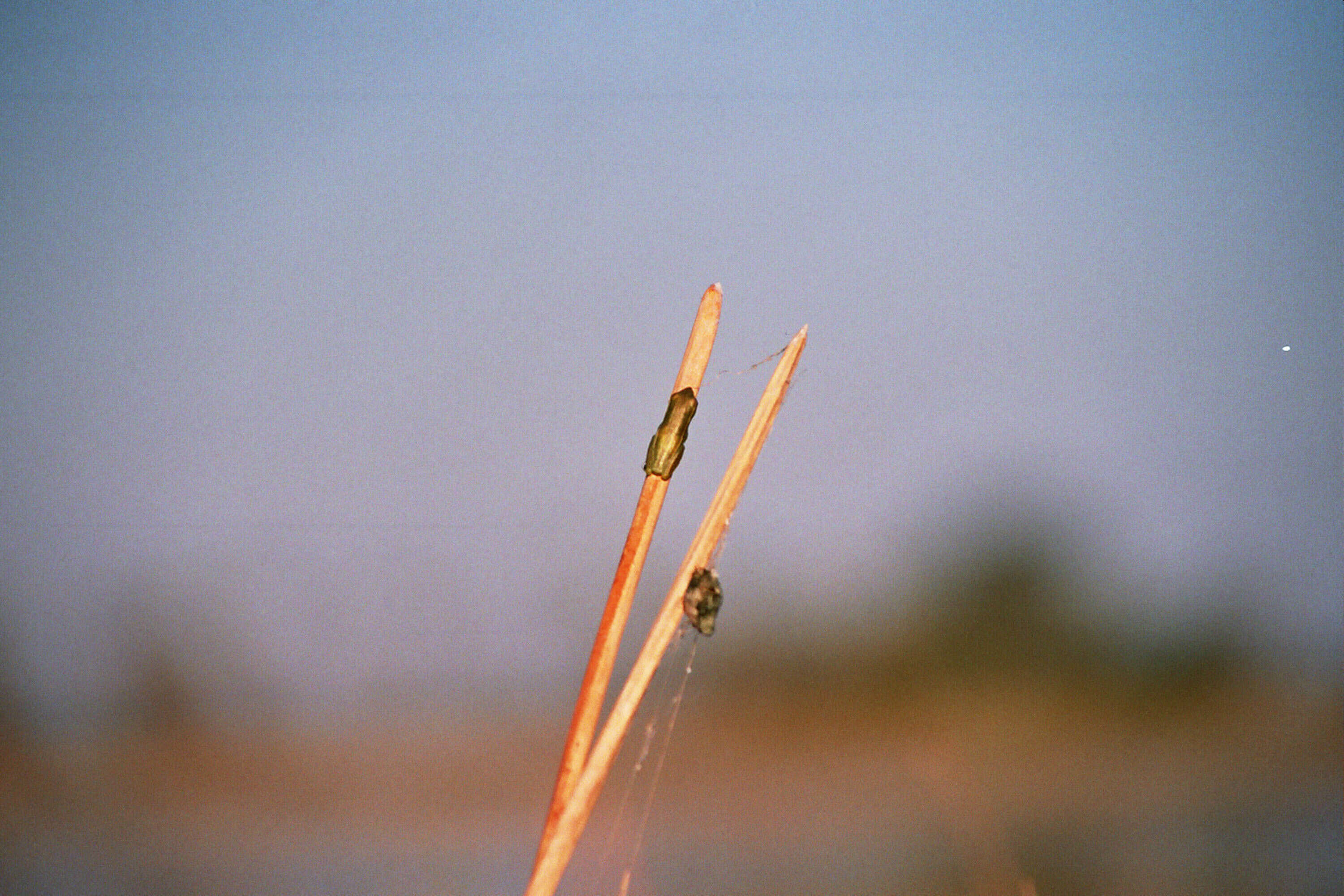 Image of Argus Reed Frog