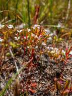 Image of Stylidium pulchellum Sond.