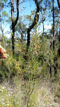 Imagem de Acacia quadrilateralis DC.