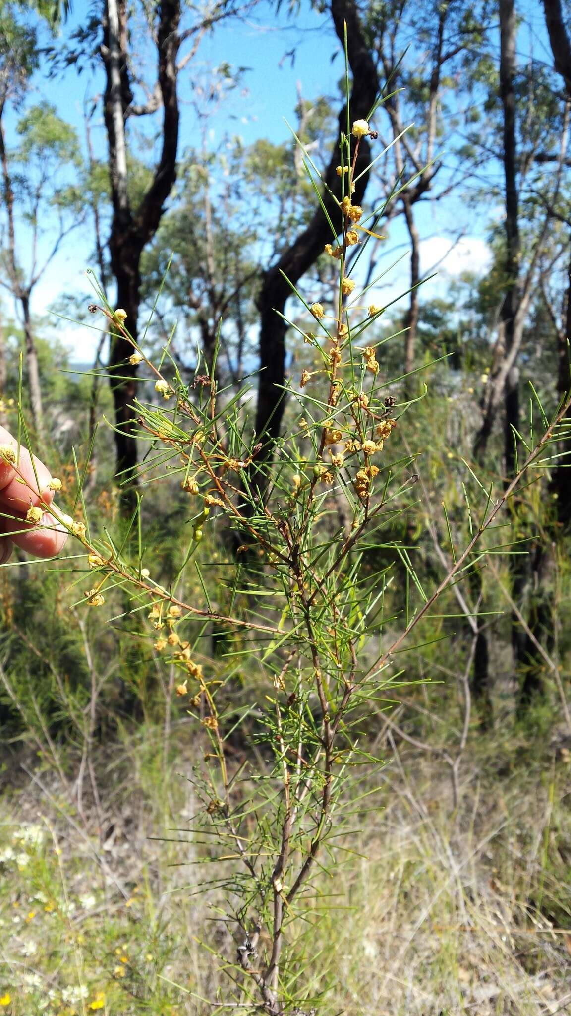 Imagem de Acacia quadrilateralis DC.