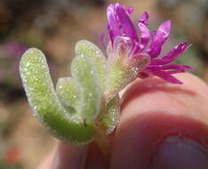 Imagem de Drosanthemum ramosissimum (Schltr.) L. Bol.