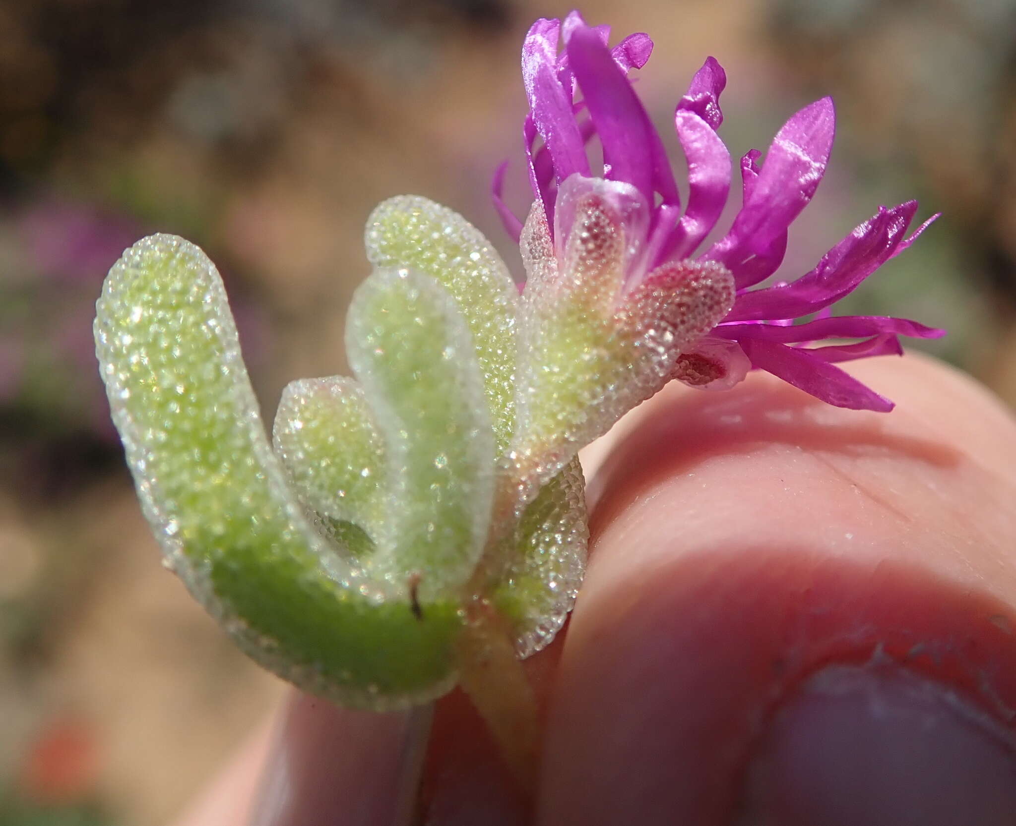 Imagem de Drosanthemum ramosissimum (Schltr.) L. Bol.