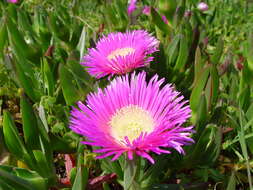 Image of hottentot fig